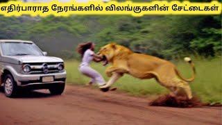 விலங்குகள் செய்த சேட்டைகள்  One In A Million Animal Moments  Tamil Info Share