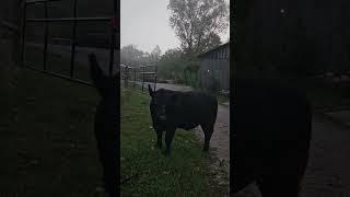 A Steer Broke Out of the Pasture