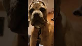 Cane Corso Puppy - 4 Months - Talking Back To Me #italianmastiff #dog #canecorso