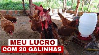 QUANTO DÁ PRA GANHAR COM 100 GALINHAS GALINHAS POEDEIRAS