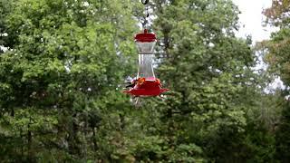 DSC-8960-  Hummingbirds on front porch