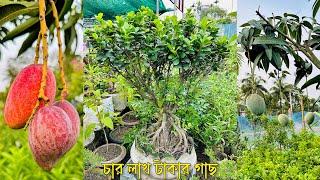 ২২ বছর বয়সী গাছের দাম ৪ লাখ টাকা  গ্রামের বাড়ীর জন্য গাছের চারা কিনলাম 