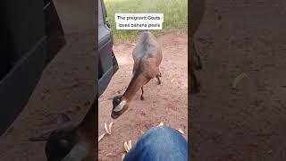 pregnant Goats loves banana peels