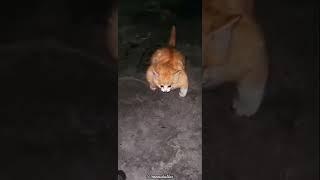 ya tuhan nih kucing peliharaan kok malah begini ?#short