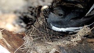 #Ep5. Oriental magpie-robin birds Feed the baby in the nest  Review Bird Nest 