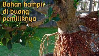 Ternyata begini nihh ficus elegan kalau di cangkok angin