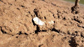 Finding Missouri Smokers - Arrowhead Hunting