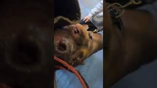 POV Giant Pitbull Attack #ytshorts #shorts #pitbull #dog #hulk #dogdynasty