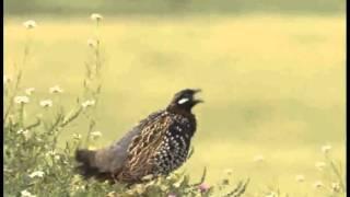 Black Francolin Francolinus francolinus