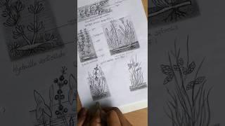 Biology Practical class 12 drawings #shorts #youtubeshorts