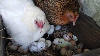 2 broody hen hatching baby chickens - chicks will be confused to choose the real mother.
