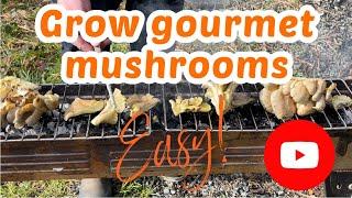 Grow your own mushrooms  super easy