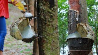 How to Grow Rubber Tree and Harvesting Latex - Rubber Tapping Method -Agriculture Technology