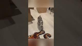 Cute and Funny Cat Video Compilation  Enjoy
