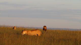 Lioness finds herself surrounded by another pride