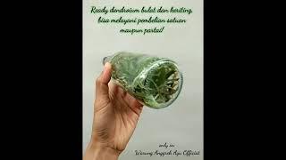 Beli disini anggrek botolnya sundul-sundul siap aklimatisasi dan murahhhh gilaaa