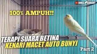 Pancingan suara kenari betina birahi untuk TERAPI KENARI MACET bunyi