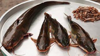 Indonesian Street Food - Fried Catfish Pecel Lele
