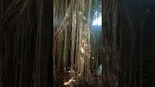 pohon ringin tertua indonesia 1 abad