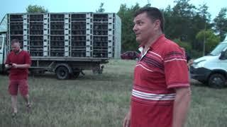 Спортивные голуби Украина - Румыния выпуск 5000 подготовка.2 часть
