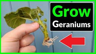 How to Grow Geraniums from Cuttings Complete Process