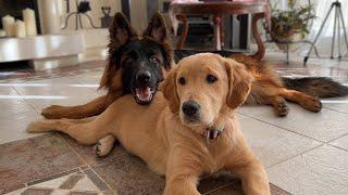 German Shepherd Uses Golden Retriever Puppy As A Pillow