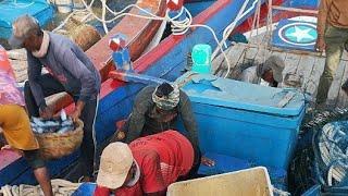 kapal pukat cincin bongkar ikan km.kuala giging