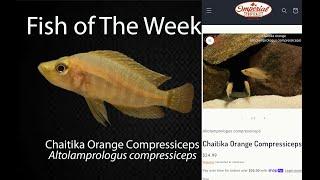 Chaitika Orange Compressiceps  Altolamprologus compressiceps #imperialtropicals #fish #fishaquarium