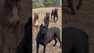 Cane Corso