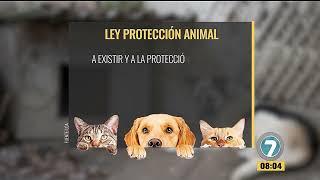 #Noticias7 - Protección y defensa de los derechos de los animales no humanos