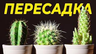 КАК ПЕРЕСАДИТЬ КАКТУС И НЕ ОБЛАЖАТЬСЯ?  ВЫБОР ГОРШКА ПОЧВА ПОЛИВ