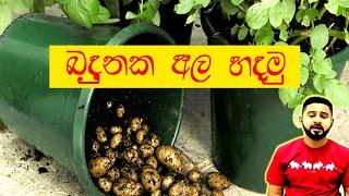 Ala wagawa  බඳුනක අල හිටවමු අර්තාපල් වගාව How to grow potatoes in container