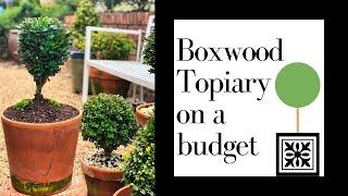Boxwood Topiary on a budget