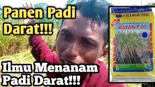 Ilmu Menanam Padi Darat  Panen Padi Hibrida Mapan p 05 di lokasi daratan