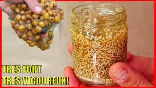 noix tigré ou tiger nutsvoici ce qui se passe lorsque vous buvez un verre avant le couché