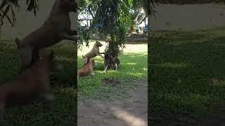 Intense Dog Fighting