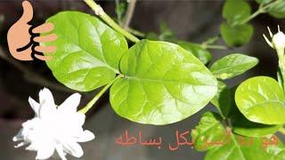 كيفيه الحصول علي زهور الفل في48ساعهjasminum sambac