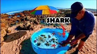 Making A Saltwater Beach Pond With Exotic Sea Creatures