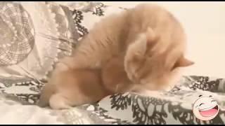 Anak Kucing Lucu Manja ke Induknya