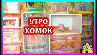 Утро моих ХОМЯКОВ КРЫС И МОРСКОЙ СВИНКИ  комната с хомки  Алиса Изи Петс  Alisa Easy Pets