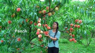 Harvesting GIANT Peaches and Making Jelly