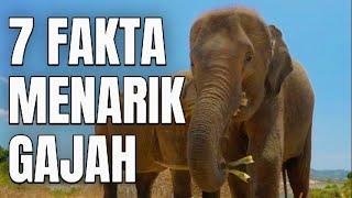 7 Fakta Menarik Tentang Gajah