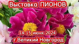 Выставка ПИОНОВ в В.Новгороде 14 июня 2024