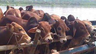 biggest cow cow videos cow unloading cow video goru hamba cow big cowCowBazaar