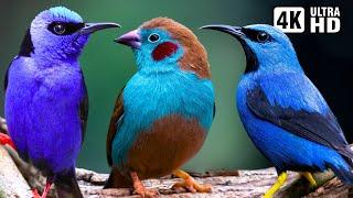 Magnificent Blue Birds  Stunning Nature  Relaxing Birds Sound  Symphony of Serenity - No Music