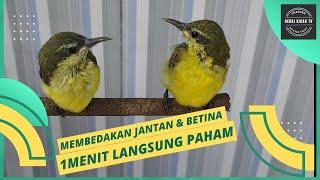  Membedakan Jantan & Betina Anakan Burung Sogon ⁉️ Akurat 1 Menit Langsung Paham 