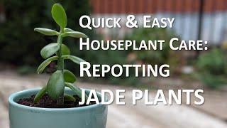Repotting Young Jade Plants  Quick & Easy Houseplants