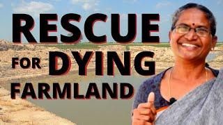 Indias Water Revolution #5 Permaculture Rescue for Dying Farmland