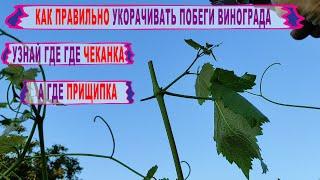 Никогда ТАК НЕ ЧЕКАНЬТЕ И НЕ ПРИЩИПЫВАЙТЕ виноград В чем разница между чеканкой и прищипкой.