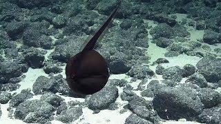 Gulper Eel Balloons Its Massive Jaws  Nautilus Live